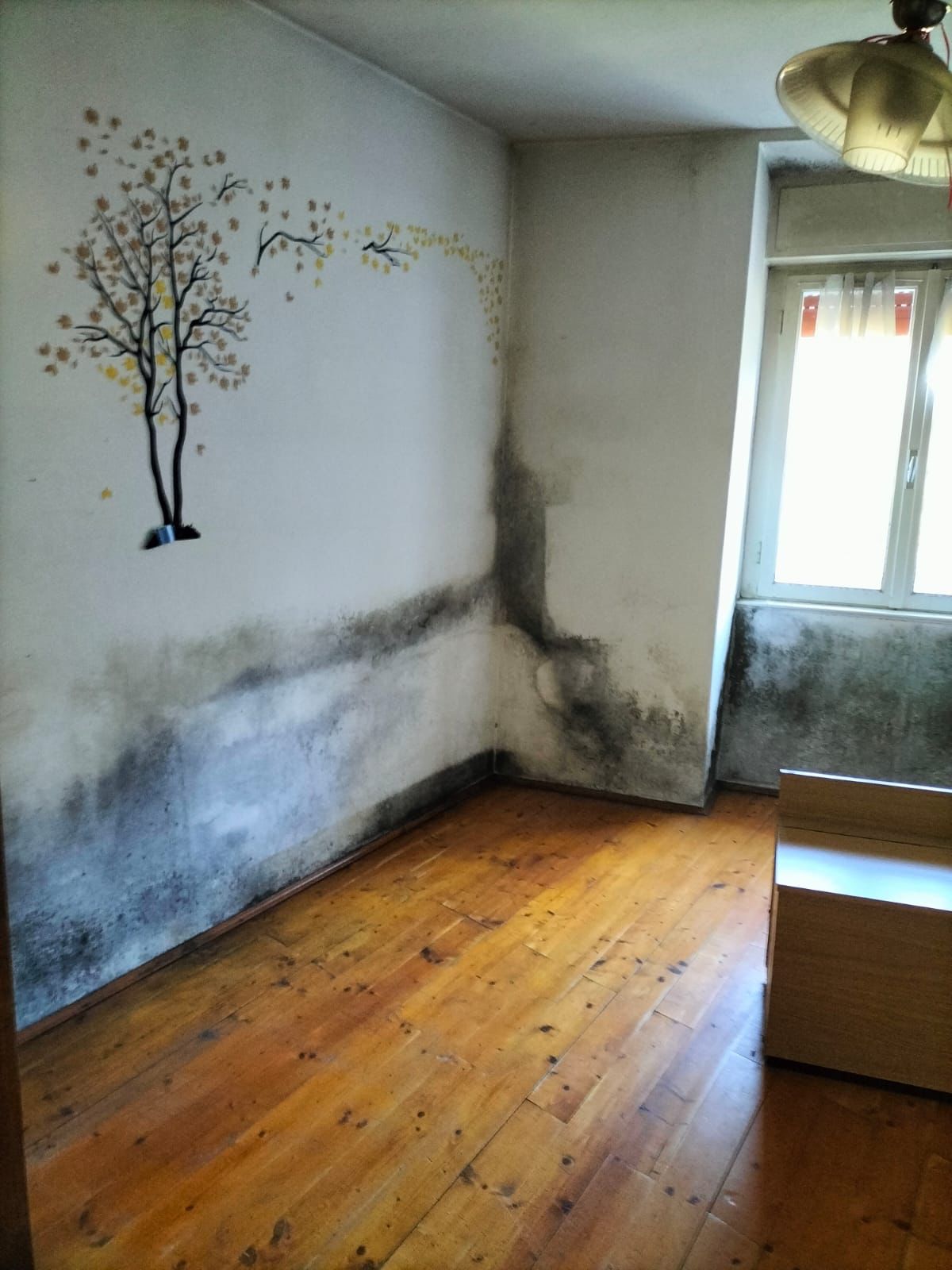 trattamento antimuffa (1).jpg